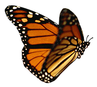 butterfly