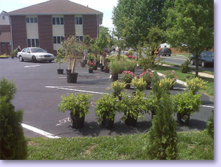 Plant Sale-6